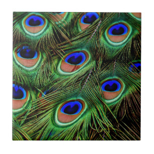 Peacock Feathers Tile