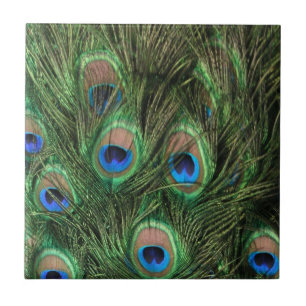 Peacock Feathers Tile
