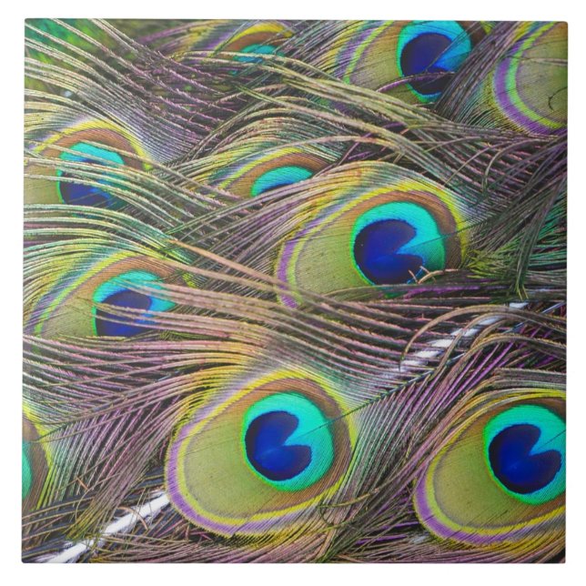 Peacock Feathers Tile (Front)