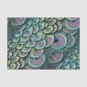 peacock feathers tissue paper