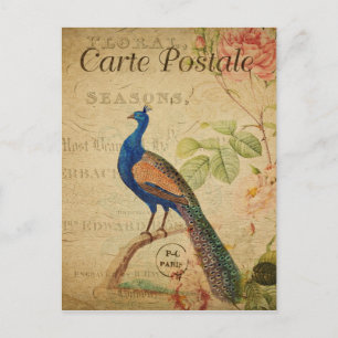 Peacock French Postcard Vintage Style