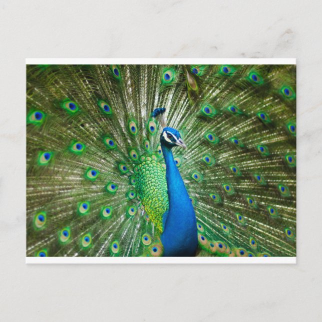 Peacock Green/Blue Postcard (Front)