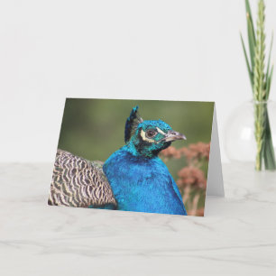 Peacock Greeting Card