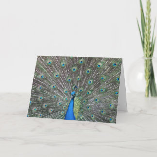 Peacock Greeting Card