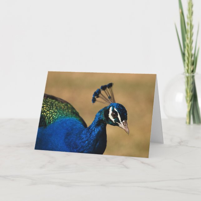 Peacock greeting cards - blank customizable (Front)