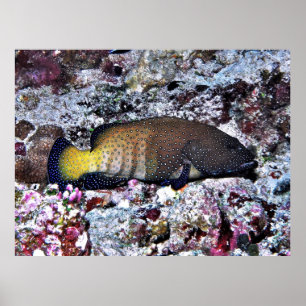 Peacock Grouper Poster