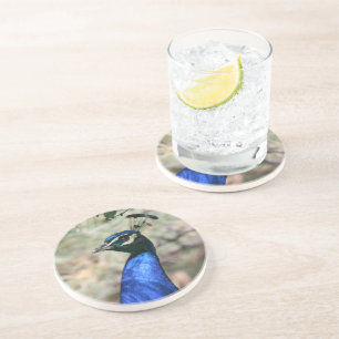 Peacock Head Closeup Coaster