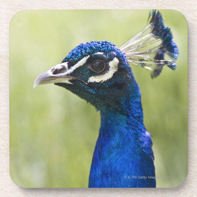 Peacock head coaster (Front)