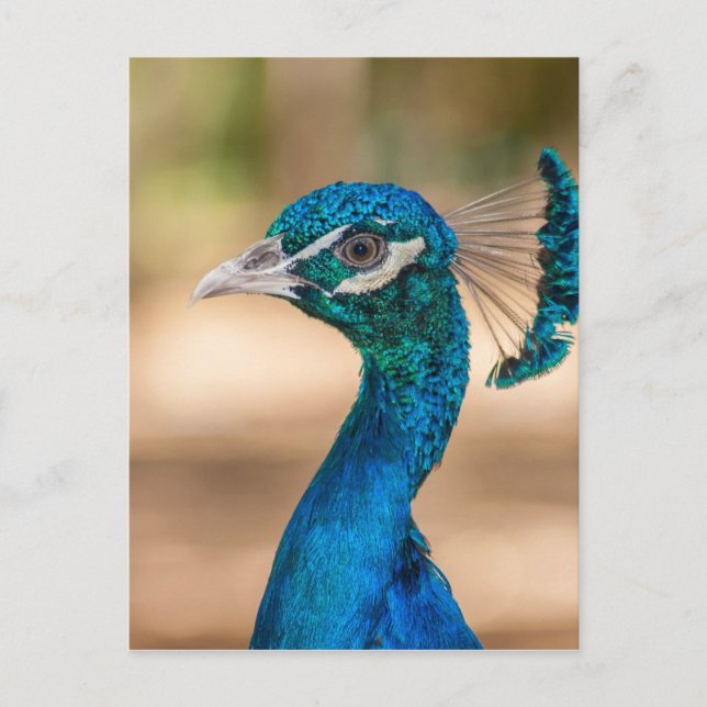 Peacock Head Postcard (Front)