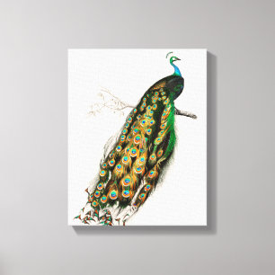 Peacock Illustration Vintage Art Print