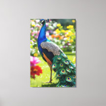 Peacock in Bloom