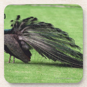 Peacock in field coaster