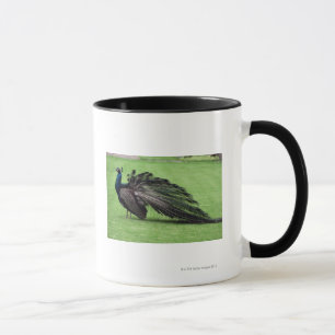 Peacock in field mug