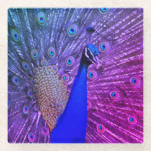 Peacock in full glory glass coaster