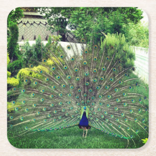 Peacock in Garden photo  Custom Square Coasters