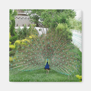 Peacock In Garden Photo Magnet