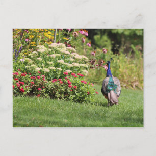 Peacock in the Garden postcard