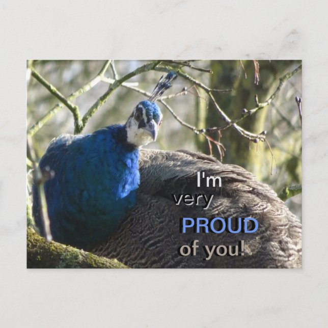Peacock in Tree PROUD of You! Postcard (Front)
