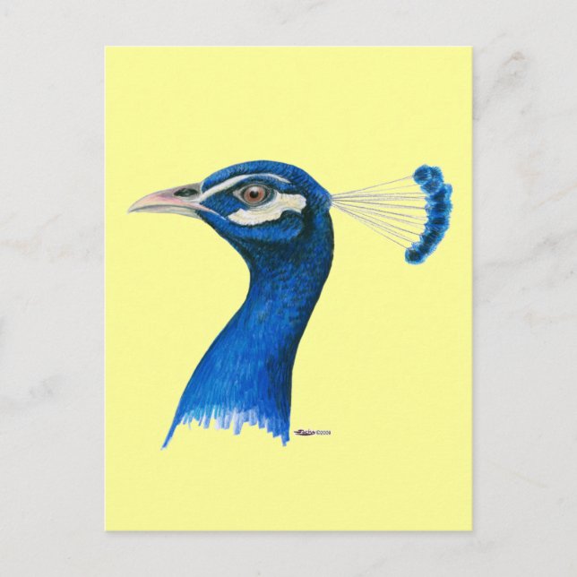 Peacock:  Indian Blue Postcard (Front)