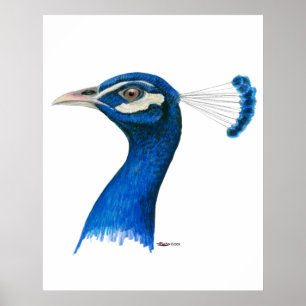 Peacock: Indian Blue Poster