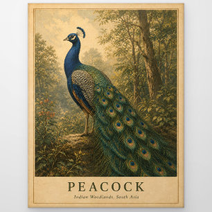 Peacock Indian Woodlands VINTAGE Postcard