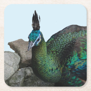 Peacock Indonesian Close Up Cust. Dessous-de-verre
