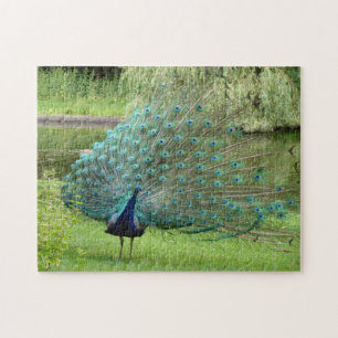 Peacock Jigsaw Jigsaw Puzzle