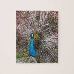 Peacock  jigsaw puzzle