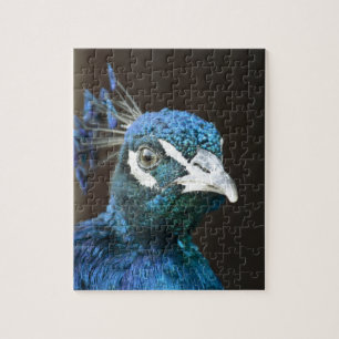 peacock jigsaw puzzle