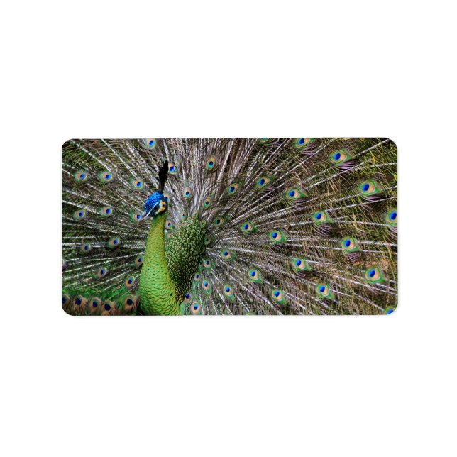 Peacock Label (Front)