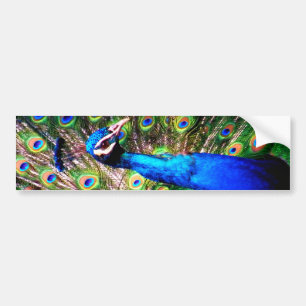 Peacock,Love_ Bumper Sticker