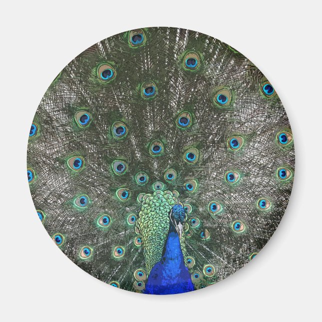 Peacock Magnet (Front)
