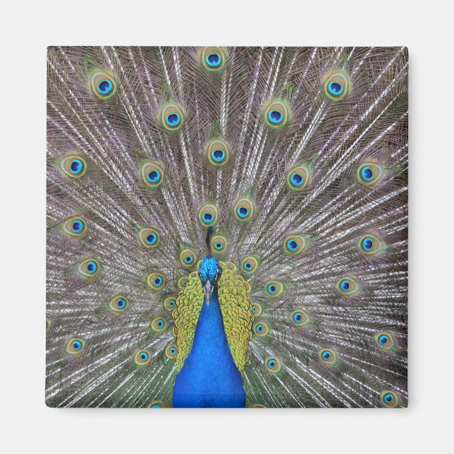Peacock Magnet (Front)