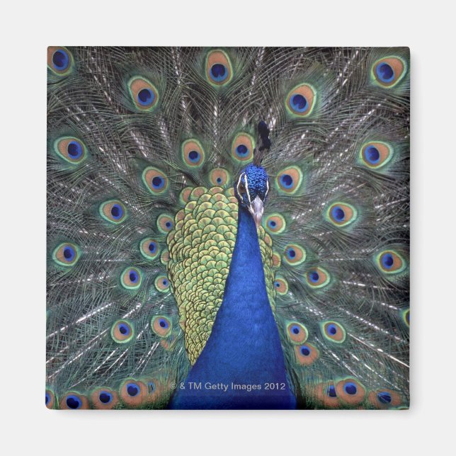 Peacock Magnet (Front)