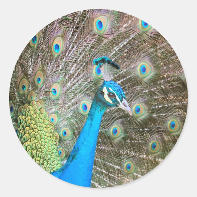 Peacock Male Bird with Feathers Fanned - Wildlife Classic Round Sticker (Front)