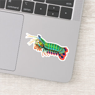 Peacock Mantis Shrimp Contour Sticker