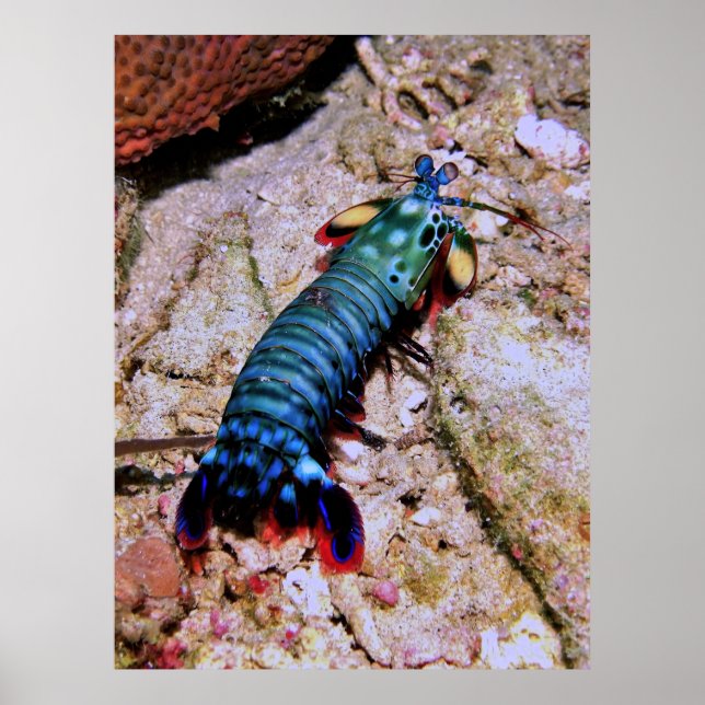 Peacock Mantis Shrimp-Gilis Poster (Front)