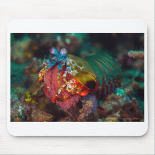 Peacock Mantis Shrimp Mouse Pad