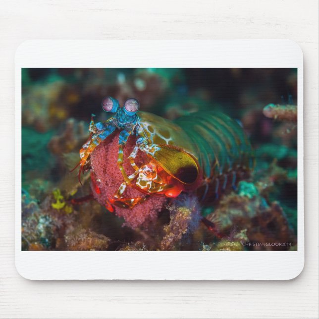Peacock Mantis Shrimp Mouse Pad (Front)