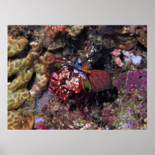 Peacock Mantis Shrimp Poster
