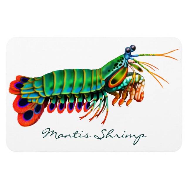 Peacock Mantis Shrimp Reef Animal  Magnet (Horizontal)
