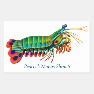 Peacock Mantis Shrimp Reef Creature Sticker