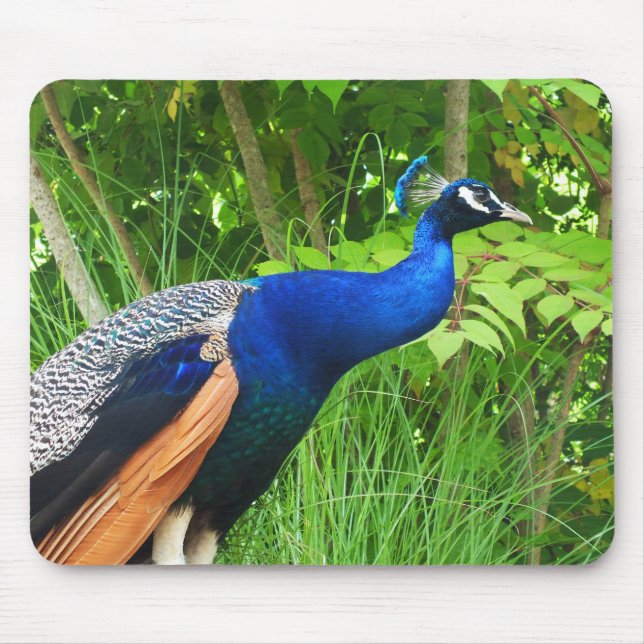 Peacock Mouse Pad (Front)