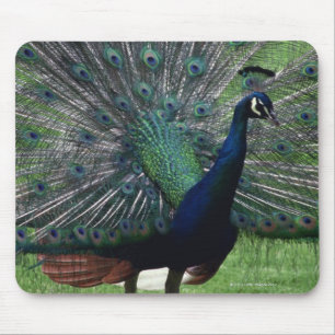 Peacock Mouse Pad