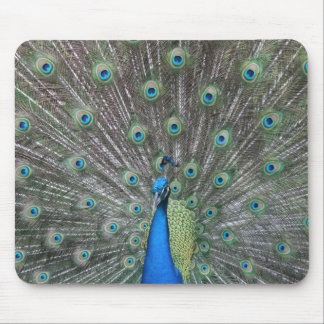 Peacock Mousepad
