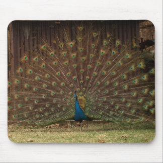 Peacock mousepad
