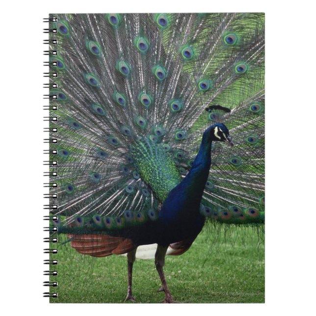 Peacock Notebook (Front)