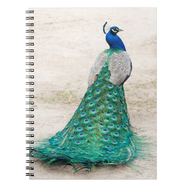 Peacock Notebook (Front)