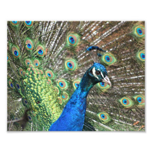 Peacock of Many Colours Photo Print
