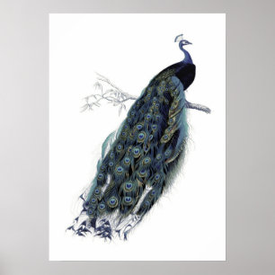 Peacock on a branch - Vintage Illustration Poster